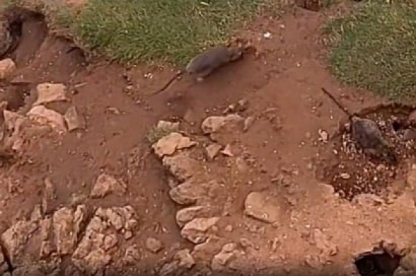 Жителей приморского городка в Уэльсе терроризируют огромные крысы «размером с кошку»